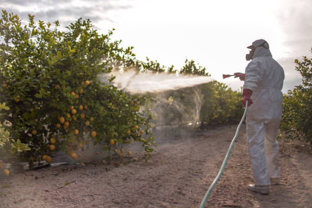 Best Mosquito Control Services  in Mangonia Park, FL